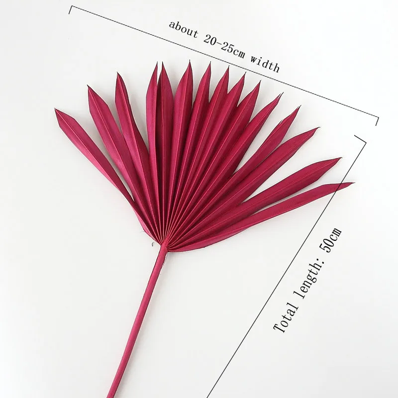Натуральный сушеный цветок кошачий хвост веер растения в скандинавском стиле