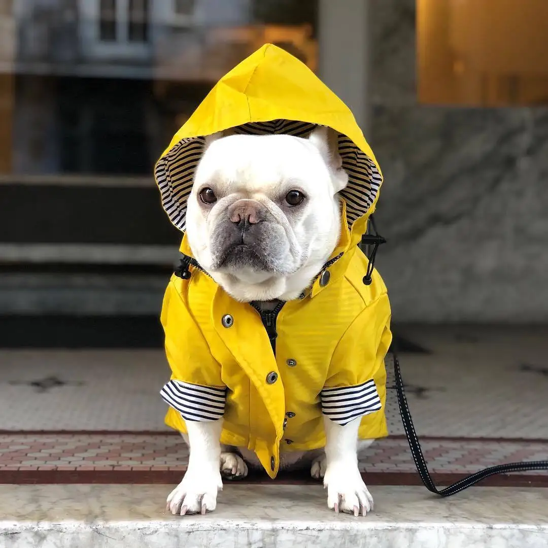 

High Quality Waterproof Pet Dog Coat for Small Medium Large Dogs Windproof Jacket Dog Raincoat Dog Sport Hoodies Pet Clothes