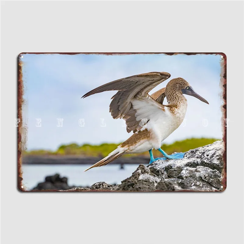 

Blue Footed Booby Bird Metal Plaque Poster Cave Pub Plaques Cinema Garage Classic Tin Sign Poster