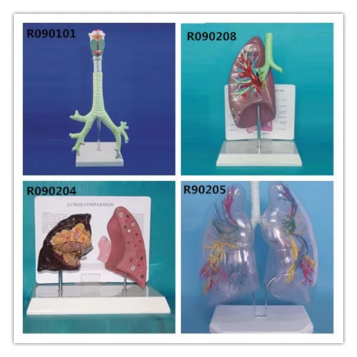 Прозрачная сегментная модель человеческого легкого бронхиального дерева для