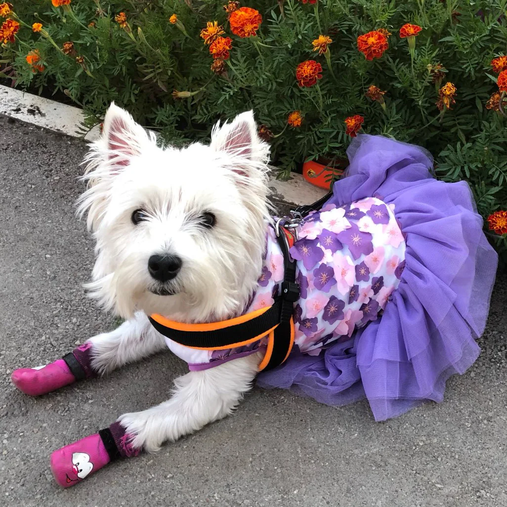 Женская юбка для кошек и собак с цветами платья Bichon маленьких летняя одежда