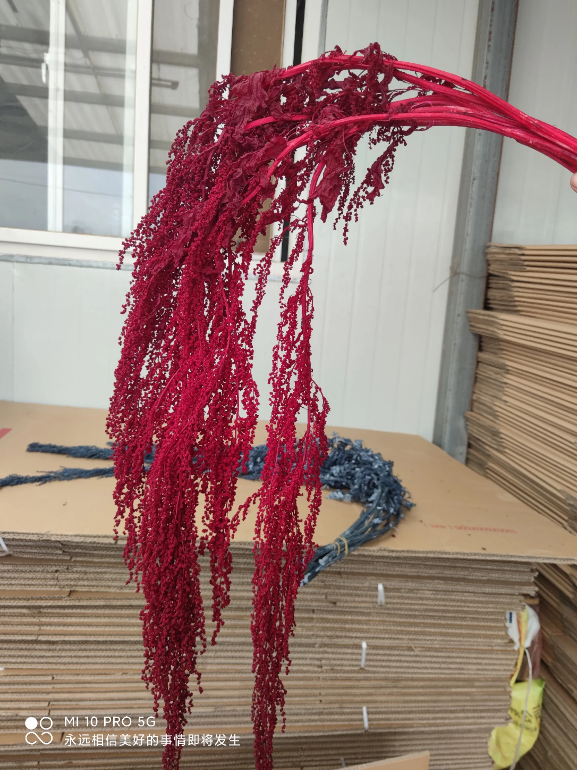 150g Preserved Lover Tears Dry Natural Real Long Flowers Spiker Plant 60-70cm For Home Party Wedding Occasion Decoration Props | Дом и сад