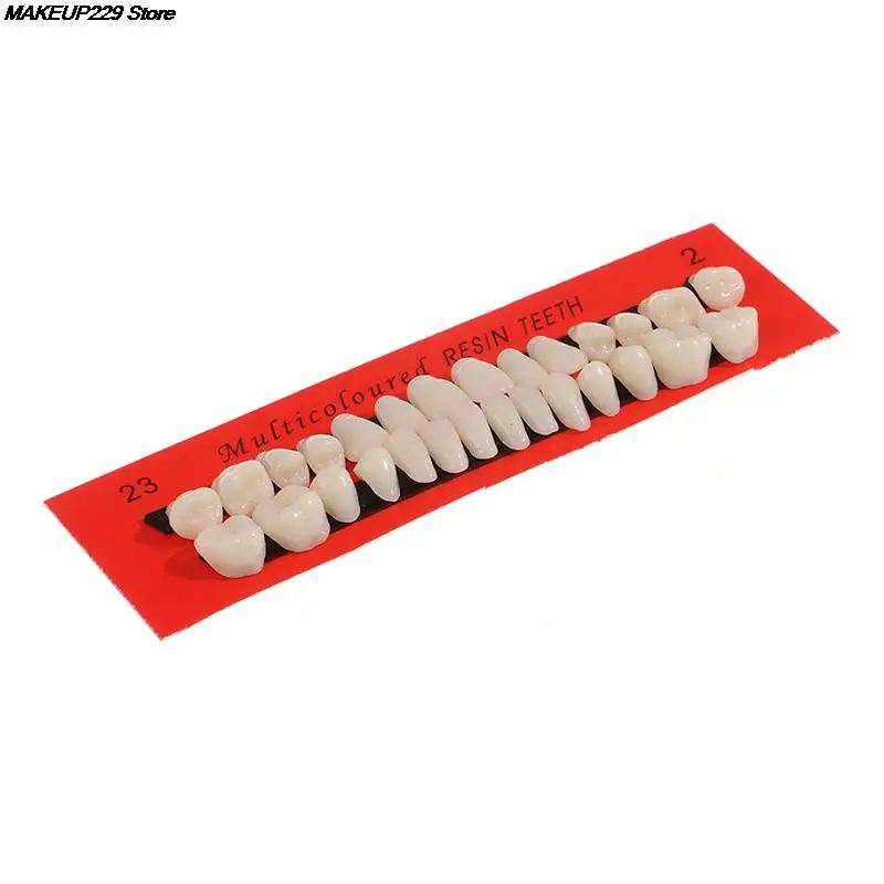 

28Pcs/Set Artificial Teeth Model Durable Dentures Universal False Teeth Dental Material Teeth Teaching Model Dedicated Teeth HOT