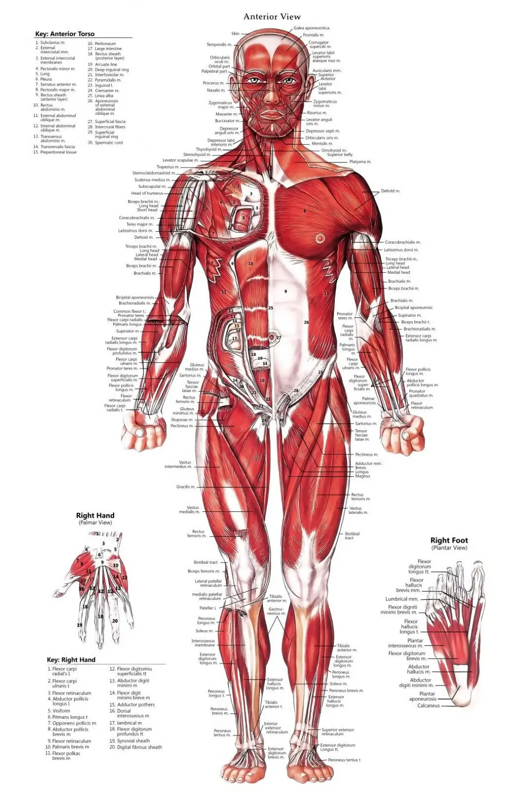 Внутренняя мышечная системная схема анатомическая художественная пленка