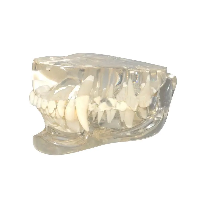 

Pet dog tooth model pet shop display model veterinary teaching model