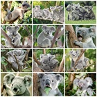 EverShine Алмазная картина коала вышивка крестиком алмаз Embnbroidery животные Стразы художественный бисер картина комплект ручной работы хобби подарок