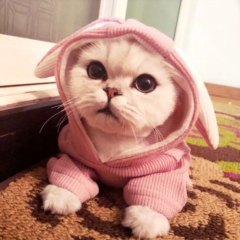 

Dog sweaters, cat clothes, pet clothes, kitten clothes, spring and autumn clothing