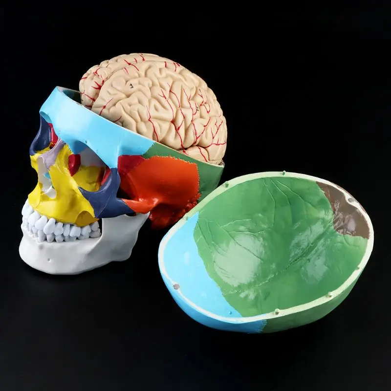 

1:1 Scale Colorful Human Adult Head Model with Brain Stem Anatomy Teaching Tool Supply