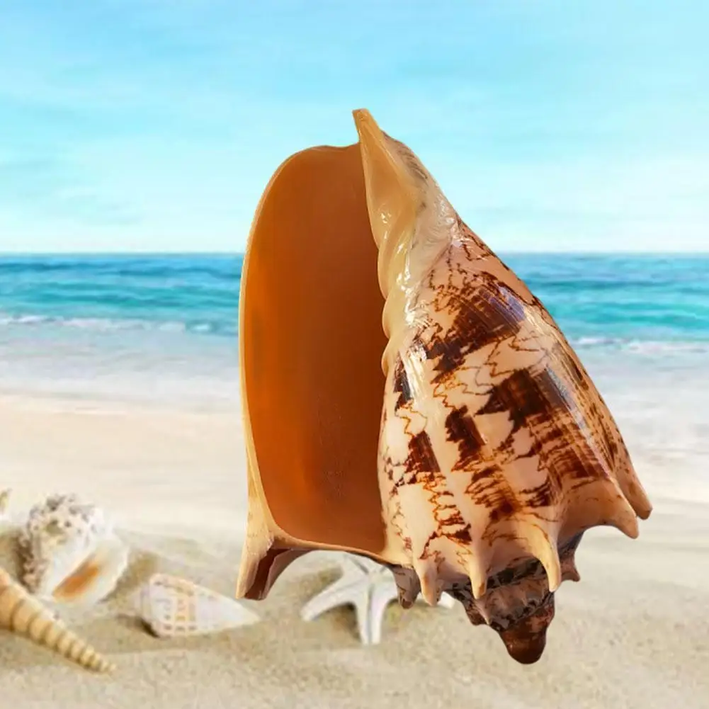 

Natural Big Sea Conch White Thousand Hand Screw Home Decoration Fish Tank Landscape Aquarium Decoration Large Shell