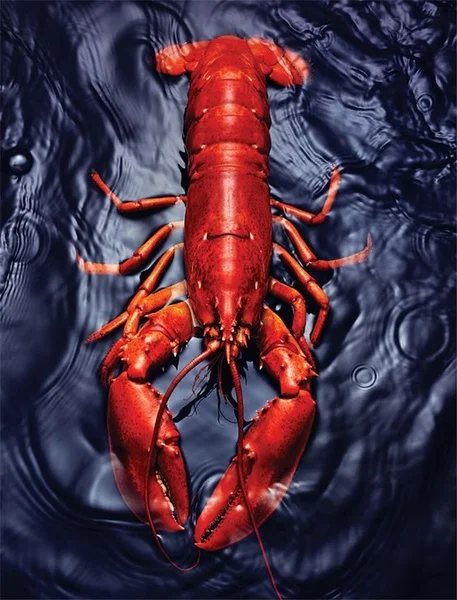 

Vintage Fresh Seafood Food Lobster Metal Tin Sign 8x12 Inch Home Kitchen Restaurant Bar Pub Wall Decor