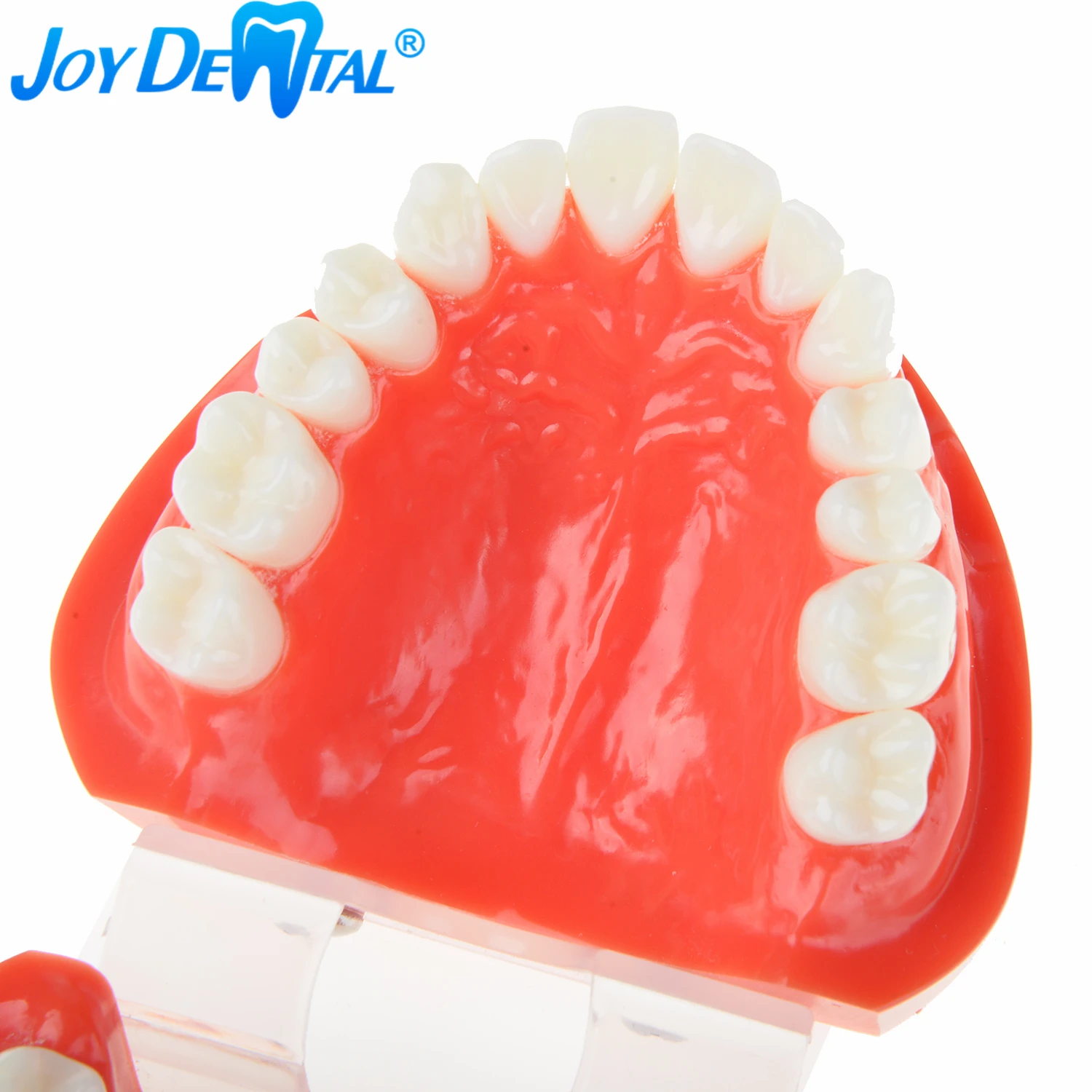 Зубы для обучения стоматологии зубы взрослых стандартная модель зубов
