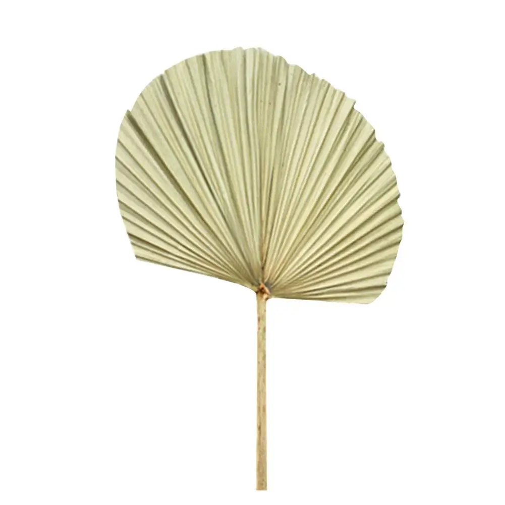 

Palm Fan Leaf Dried Flower Palm Leaf Window Reception Party Art Wall Hanging Decoration Wedding Arch Arrangement
