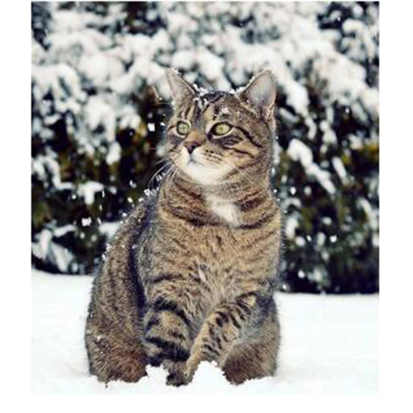 

5D DIY Diamond Painting Animal Painting Snow Kitten Beauty Picture Square/Round Diamond Cross Stitch Decoration Artwork TX479