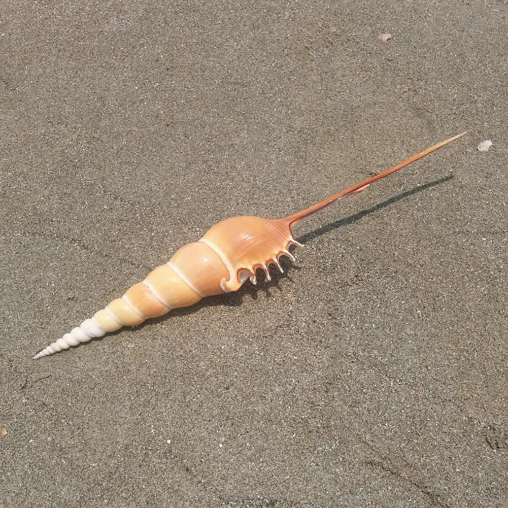 

Natural Hlbk Proboscis Conch Fish Collection Background Props Rare Landscaping Good Photography Look Y9x5