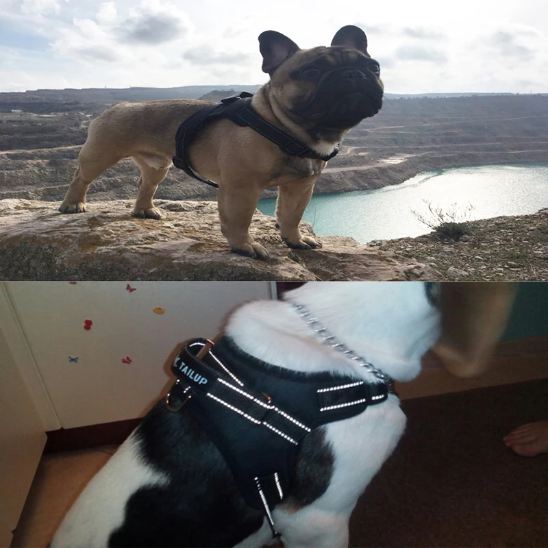 Продукция для больших собак taipup ошейник со светящимися вставками свинцовый