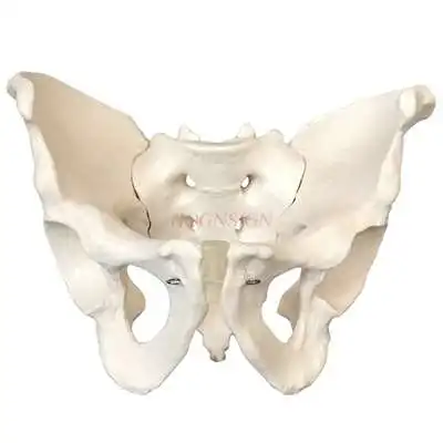 Male pelvic model natural large pelvic model sacrum pubic bone structure pelvic bone display teaching medicine