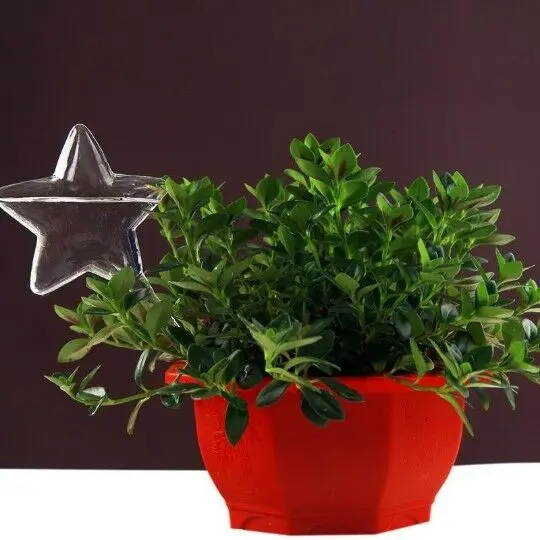 Устройство для полива растений 6 типов самостоятельного и цветов | Дом сад