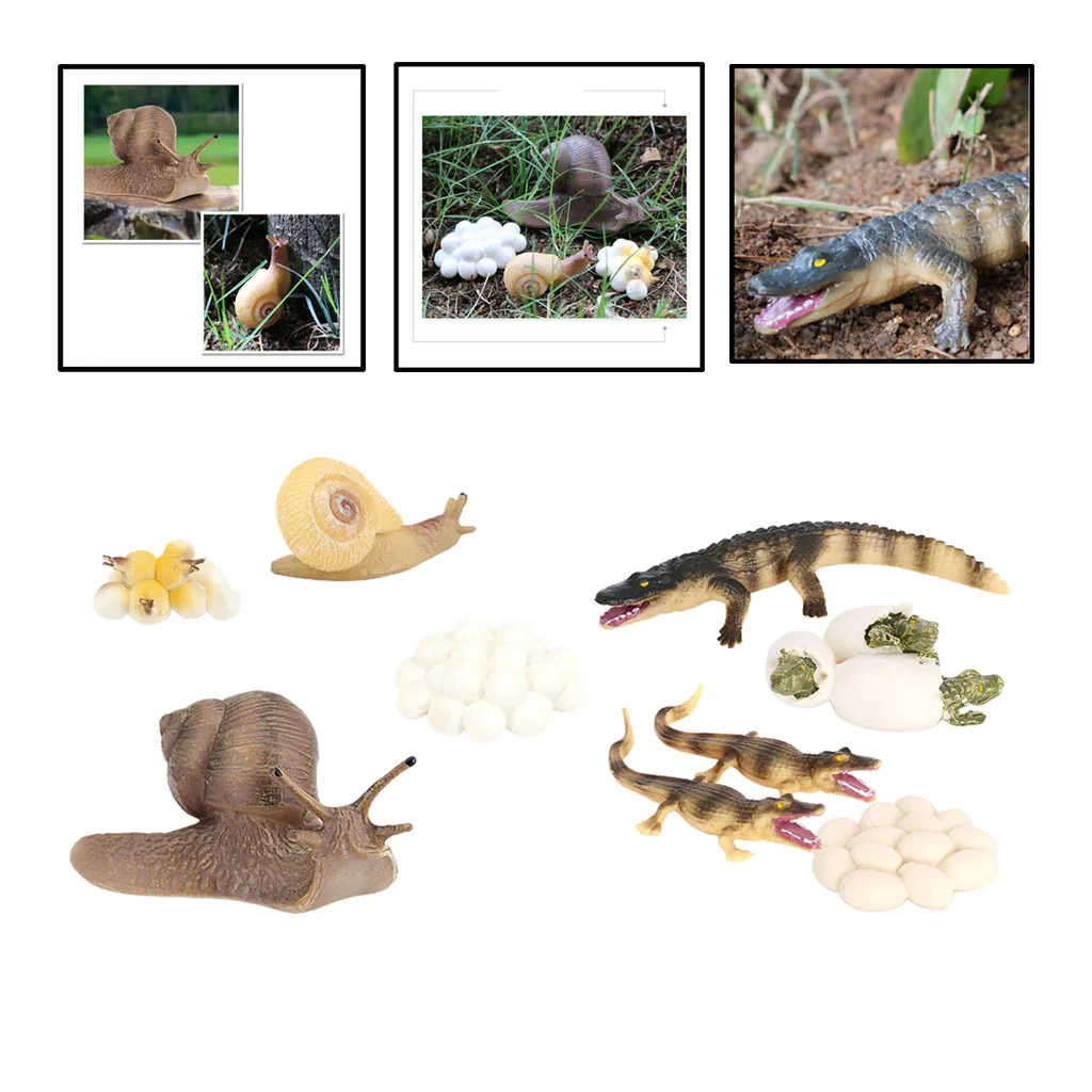 Juego de simulaci&oacute;n de animales para ni&ntilde;os, 2 juegos, figura de cocodrilo, Caracol, proceso de crecimiento-0