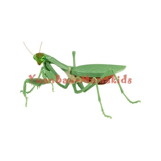 

Japanese Wandai insect Mantis three-dimensional assembly big twisted egg collection specimen display children's toys