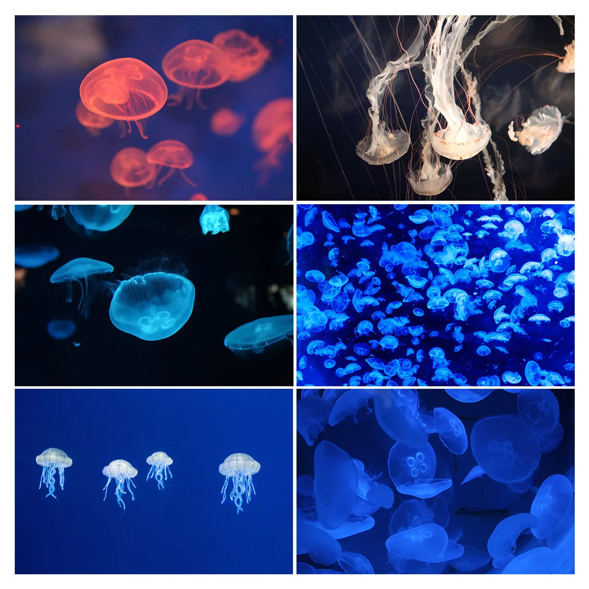 

Jellyfish Marine Life Photography Background Backdrop Photo Vinyl Cloth Decor
