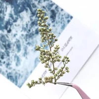 60pcs pressed dried flower pearl bud for epoxy resin jewelry making nail art craft diy bookmark accessories
