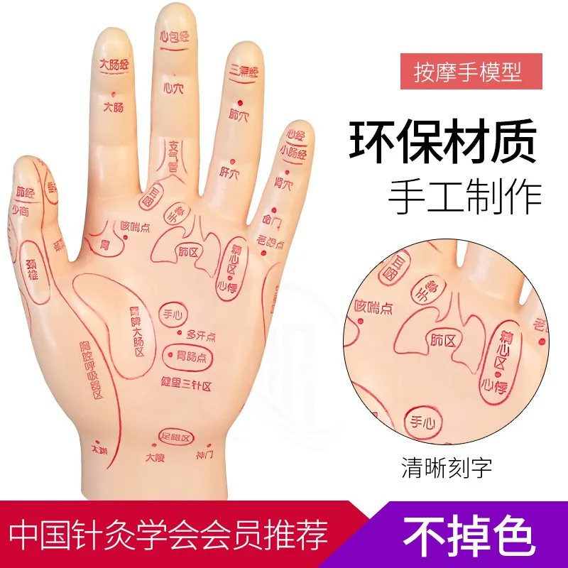 

15cm Human Acupuncture Palm Model Hand Medical Model Meridian Acupoint Reflex Zone Massage Model Chinese Medical Teaching Models
