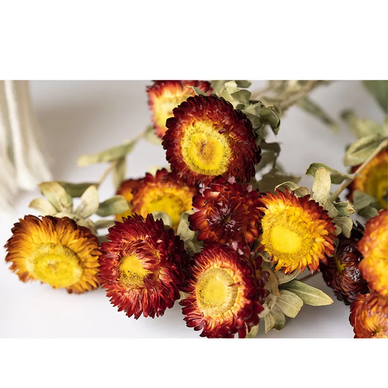 

Home Ornaments DIY Materials Window Wedding Holiday Decoration Photography Props Natural Dried Flowers Seven Color Chrysanthemum