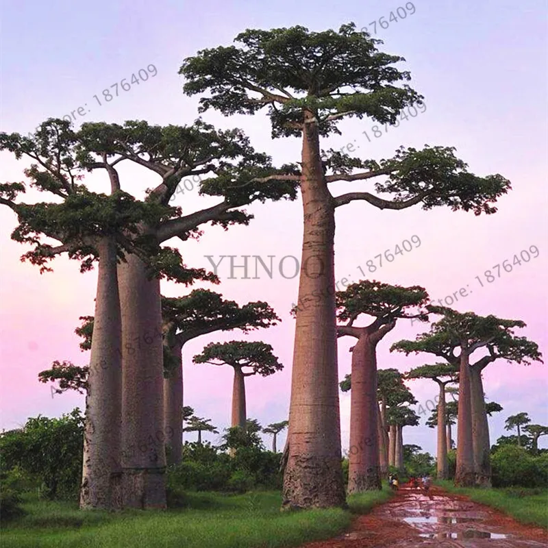 Содержит экстракт баобаба, 10 шт./упак. Австралийский редкий Baobab тропический гигантский посадки