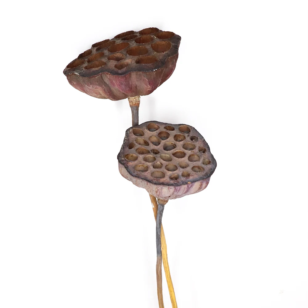 5 шт. сушеные натуральные фрукты лотоса маленькие Сухие растения Lotu для свадьбы