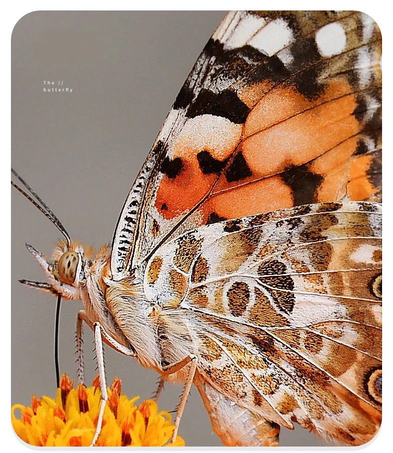 

100 Times Adjustable Ultra Clear Mini Microscope For Children Explore And Science Education