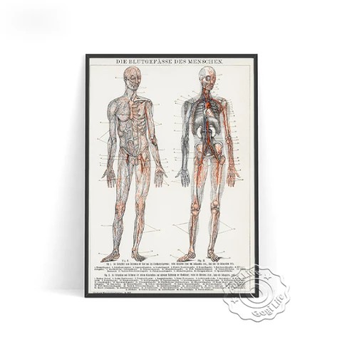 Фотография нервной стены сосудов, плакат анатомической человеческой висцеральной крови, скелет тела, медицинская медицина, врачебный офис
