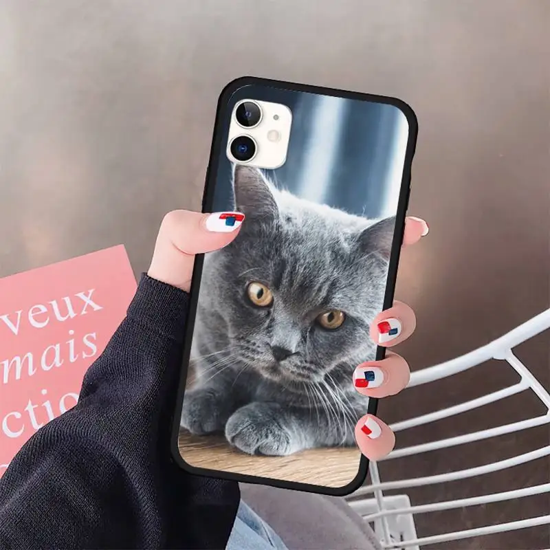 

British Shorthair cat cute animal luxury design Phone Case shell for iPhone 11 12 pro XS MAX 8 7 6 6S Plus X 5S SE 2020 XR
