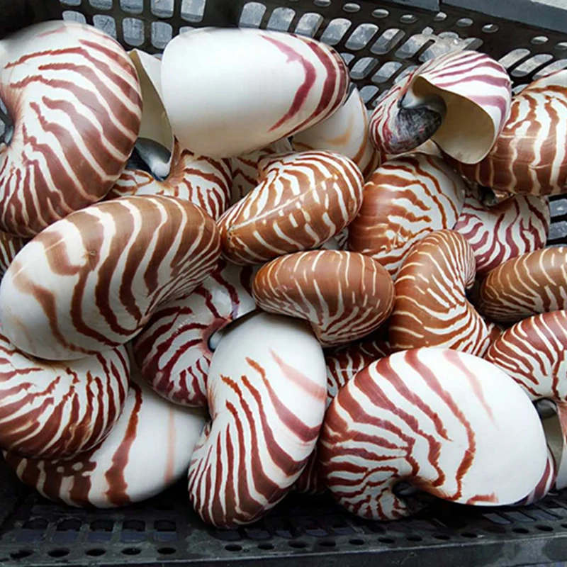 Большой винт 7-13 см натуральный ракушка Nautilus Морская звезда домашний стол