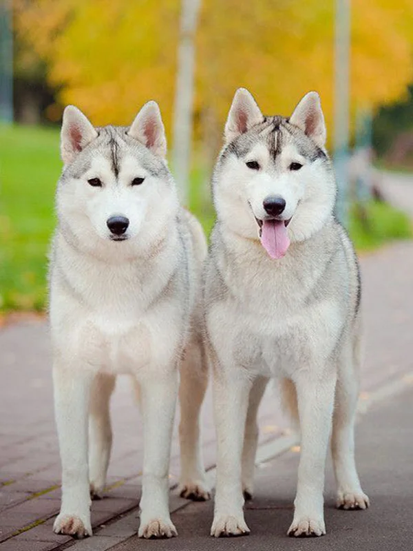 6 5d Животные Собака серия Diy Алмазная картина Huskies Алмазная вышивка Собаки Полный Круглый Diy Алмазная мозаика наклейки на стену рукоделие - Цвет: 6