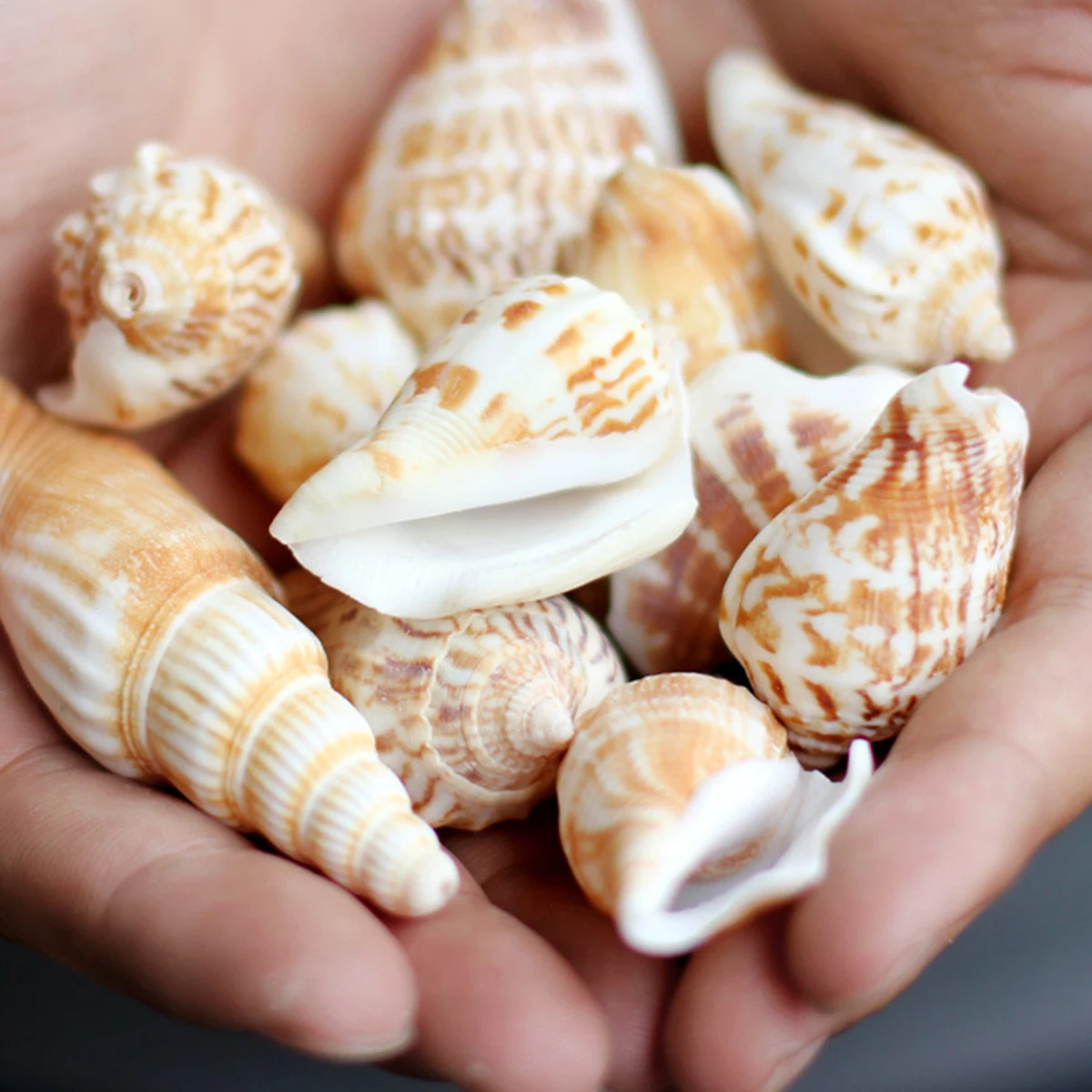 1 упаковка натуральный раковины Морская звезда коралловый риф микро пейзаж