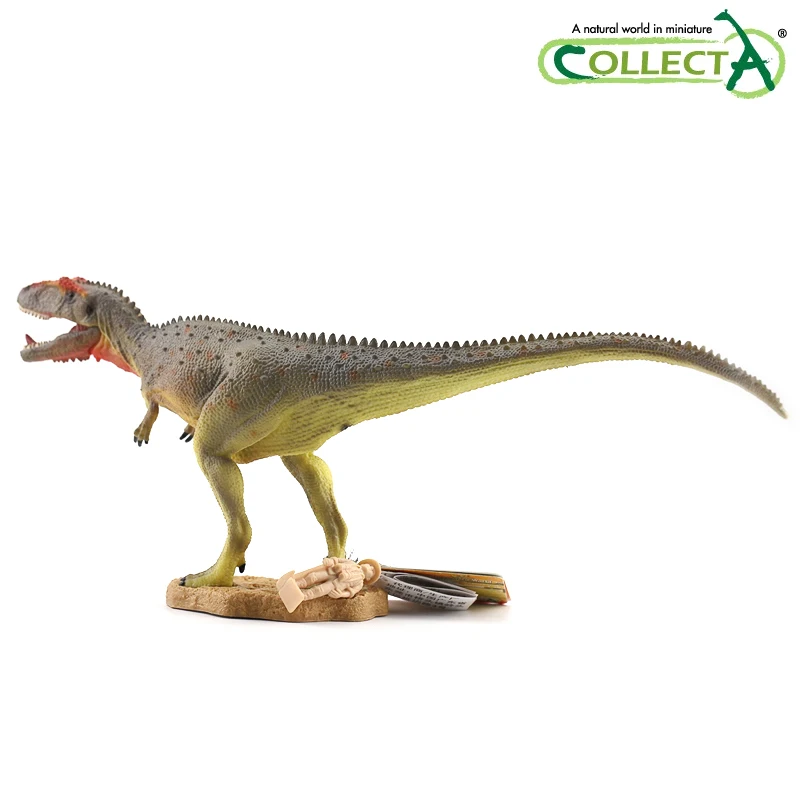 

CollectA Mapusaurus with Movable Jaw Deluxe 1:40 Scale Dinosaur Toy 1:40 Carcharodontosaurus Classic Toys For Children Boys 8821