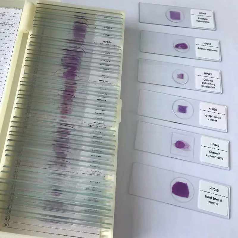 50 шт. гистологические слайды из человеческих тканей|Образовательное