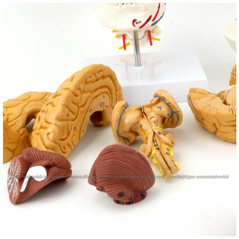 

12337-1 / Numbered Skull Model with Brain and muscle display