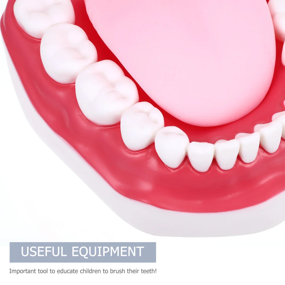 

1 Set Standard Teeth Model Tooth Brushing Model Typodont Demonstration