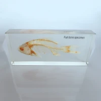 fish skeleton embedded specimen transparent resin real fish bones animals skeleton specimen model biology anatomy teaching aids
