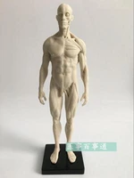 30cm medical sculpture drawing cg refers to the anatomy model of human musculoskeletal with skull structure malefemale