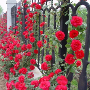 Rosa, альпинизма, растения, polyantha Rose, платье с цветочным узором в китайском карликовые деревья, альпинизма, розы, сад, 200 шт./пакет