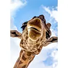 GATYZTORY рамка Diy Краска ing по номерам жираф животное краска по номерам ручная краска ed подарок Декор стены Искусство 60  75 см