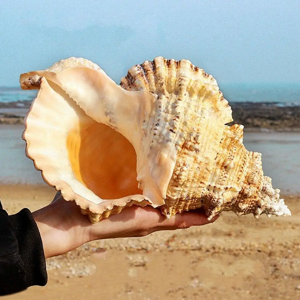 

Big Conch Shell Furnishing Marine Decoration Sea Conch Natural Ornaments Shell Wedding Festival Party Decoration Great Gift