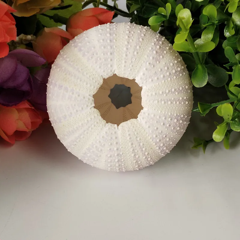 Бесплатная доставка (6 шт./лот) натуральный сон фиолетовый морской Urchin ракушка