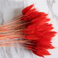 50pcs dried natural flower bouquets red color lagurus ovatus bouquetsuraria pictarabbit tail grass bouquets bunches