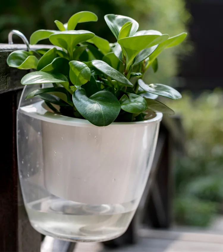 Ленивый автоматический водопоглощающий цветочный горшок сочный настенный