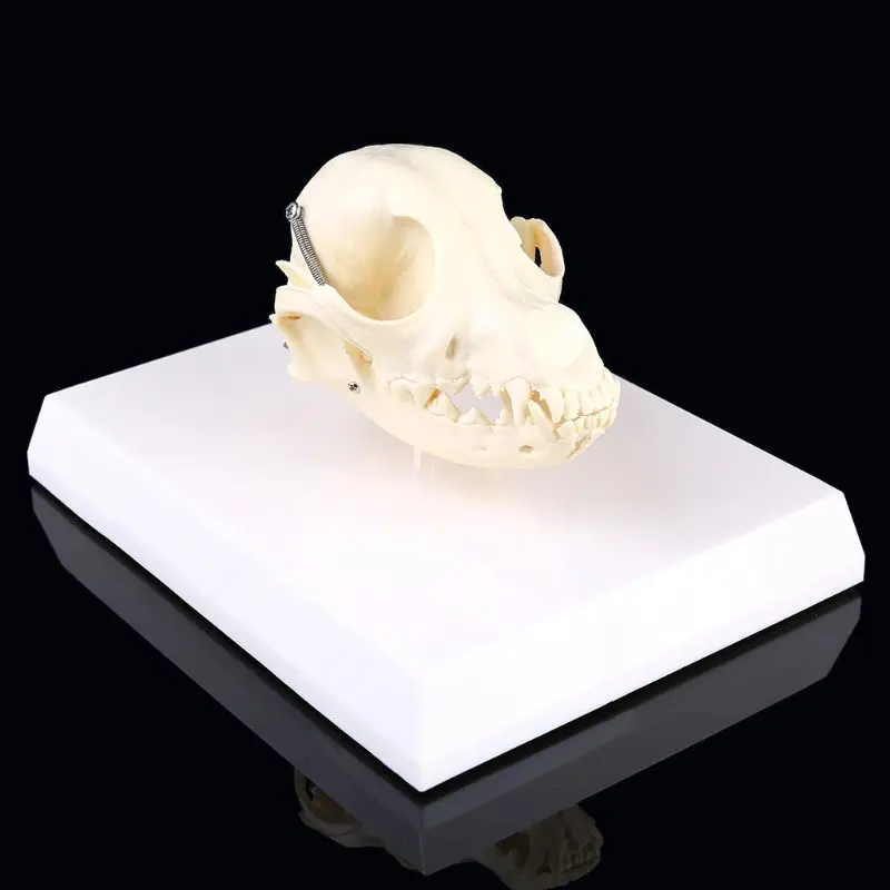 

Canine Dog Skull Model Anatomy Skeleton Veterinary Specimen Teaching Display M17F