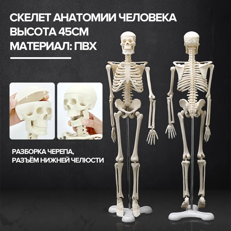 Модель человеческой анатомической кости высота 45 см медицинская помощь в