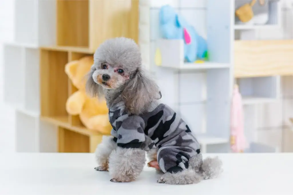 Зимняя теплая одежда для щенков чихуахуа йоркширская мягкое пальто питомцев